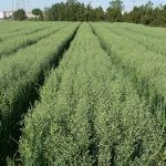 Kahraman Yulaf Tohumu