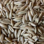 Kahraman Yulaf Tohumu